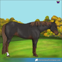 Horse Color:Liver Chestnut 