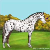 Horse Color:Liver Chestnut Near Leopard