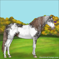 Horse Color:White Spotted Liver Chestnut Frame 