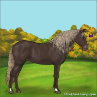 Horse Color:Liver Chestnut Appaloosa 
