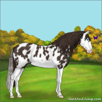 Horse Color:Liver Chestnut Splash Appaloosa 