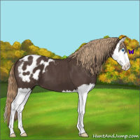 Horse Color:Liver Red Roan Sabino Splash Appaloosa 