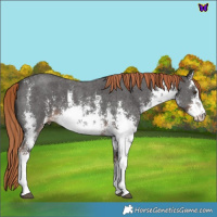 Horse Color:White Spotted Liver Chestnut Sabino 