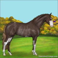 Horse Color:Liver Chestnut Sabino Varnish Rabicano 