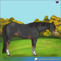 Horse Color:Liver Chestnut Sabino 