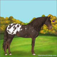 Horse Color:Liver Chestnut Appaloosa 