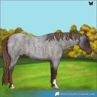 Horse Color:Liver Red Roan 