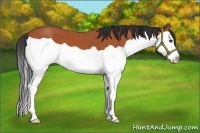 Horse Color:Bay Splash 