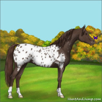Horse Color:Liver Red Roan Near Leopard 