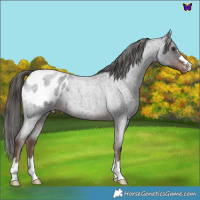 Horse Color:Liver Red Roan Appaloosa 