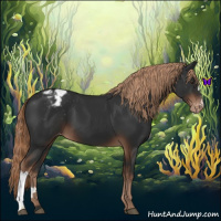 Horse Color:Liver Chestnut Appaloosa 
