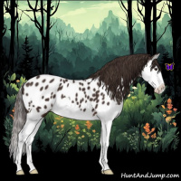Horse Color:Liver Chestnut Splash Appaloosa 