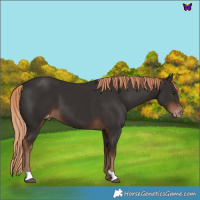 Horse Color:Liver Chestnut Appaloosa 