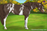 Horse Color:White Spotted Liver Chestnut 