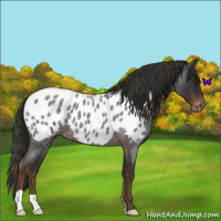 Horse Color:Liver Red Roan Appaloosa 