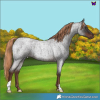 Horse Color:Liver Red Roan 