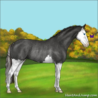 Horse Color:Liver Red Roan Splash Rabicano 