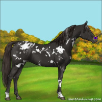 Horse Color:White Spotted Liver Chestnut Appaloosa 