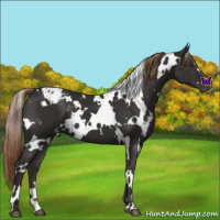 Horse Color:White Spotted Liver Chestnut Appaloosa 