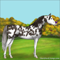 Horse Color:Liver Chestnut Splash Appaloosa 