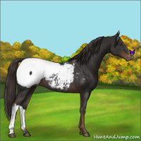 Horse Color:Liver Chestnut Appaloosa Rabicano 