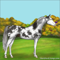Horse Color:White Spotted Liver Chestnut Splash 