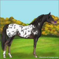 Horse Color:Liver Chestnut Appaloosa 