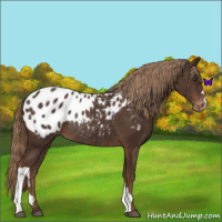 Horse Color:Liver Chestnut Blanket Rabicano 