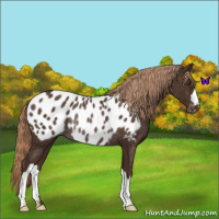 Horse Color:Liver Chestnut Appaloosa Rabicano 