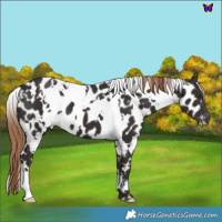 Horse Color:White Spotted Liver Chestnut Appaloosa 