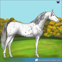 Horse Color:Liver Chestnut Sabino Leopard 