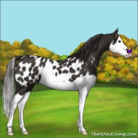 Horse Color:Liver Chestnut Splash Blanket