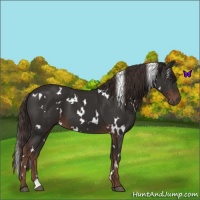 Horse Color:White Spotted Liver Chestnut