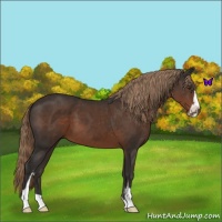 Horse Color:Liver Chestnut Sabino 