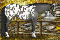 Horse Color:Black Sabino Appaloosa
