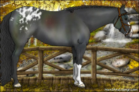 Horse Color:Black Appaloosa
