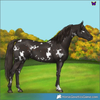Horse Color:White Spotted Liver Chestnut 