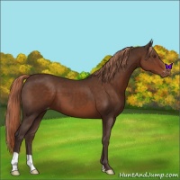 Horse Color:Liver Chestnut Varnish 
