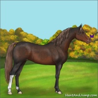 Horse Color:Liver Chestnut Appaloosa 