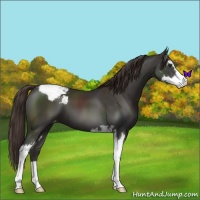 Horse Color:Liver Chestnut Sabino Appaloosa