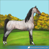 Horse Color:Bay Roan 
