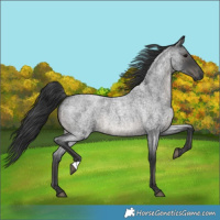 Horse Color:Blue Roan 