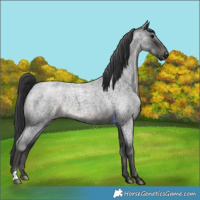 Horse Color:Blue Roan 