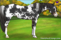 Horse Color:White Spotted Liver Chestnut Sabino 