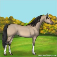 Horse Color:Bay Dun