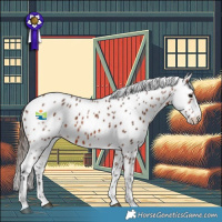 Horse Color:Bay Sabino Appaloosa Rabicano 