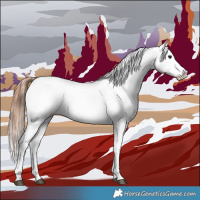 Horse Color:Bay Dun Appaloosa 