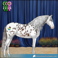 Horse Color:Bay Appaloosa 