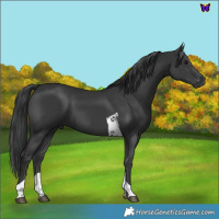 Horse Color:Black Tobiano 