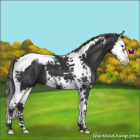 Horse Color:Black Splash Tobiano 